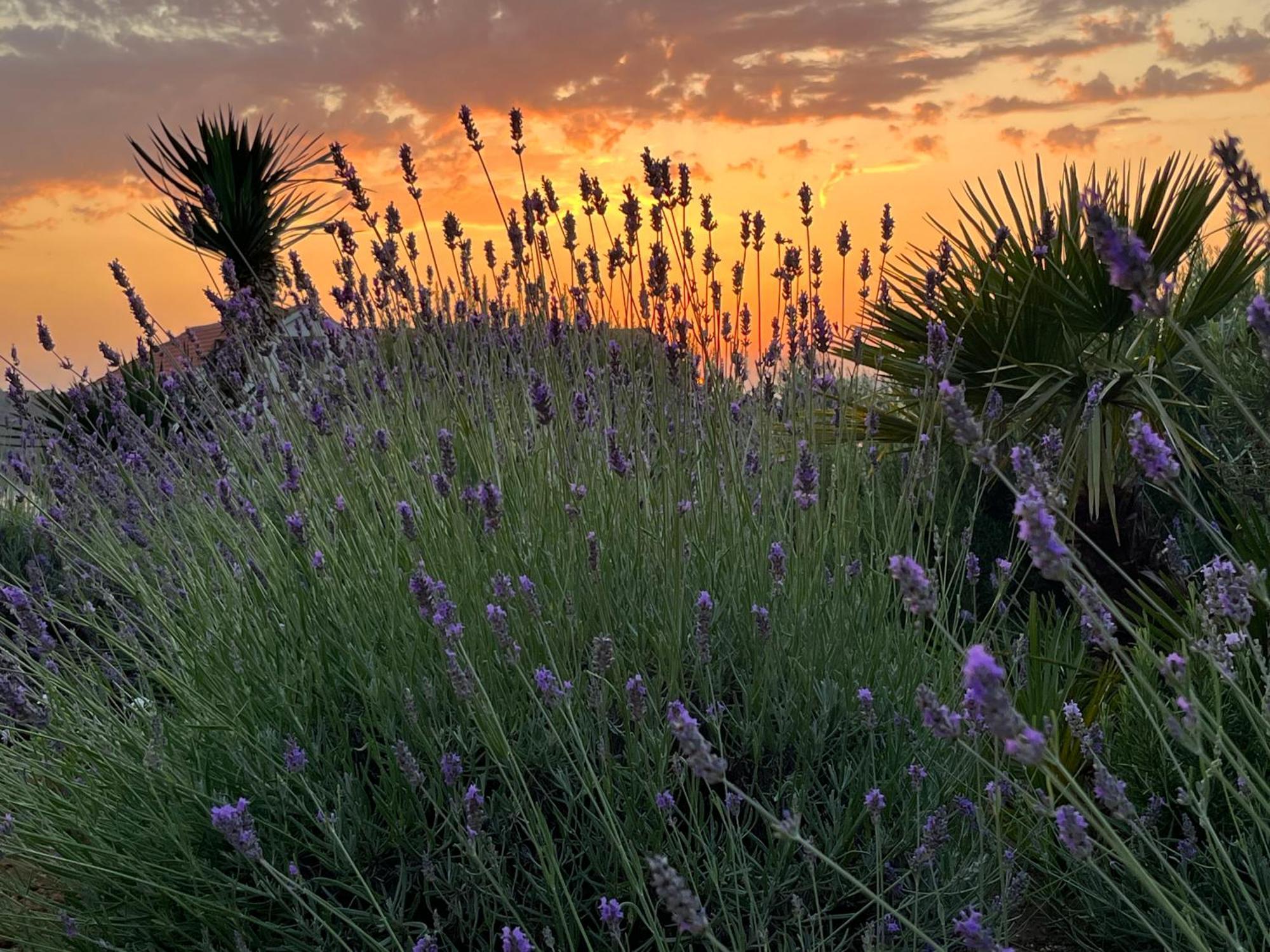 Villa Authentica Lopud, Dubrovnik Εξωτερικό φωτογραφία
